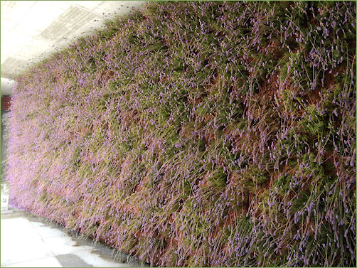 Mur végétal de lavande