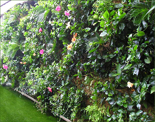 Mur végétal au VIP de St Tropez